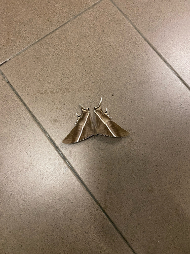 Tropical Swallowtail Moth