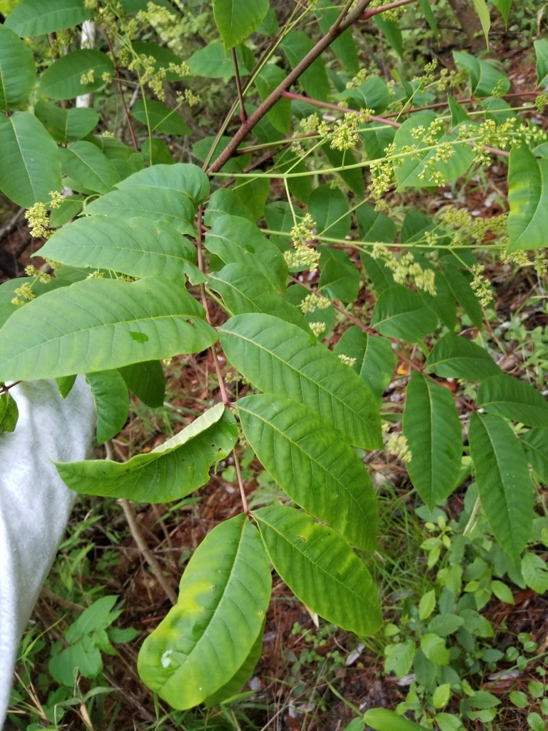 poison sumac from Louisville, MS 39339, USA on May 8, 2020 at 0726 PM