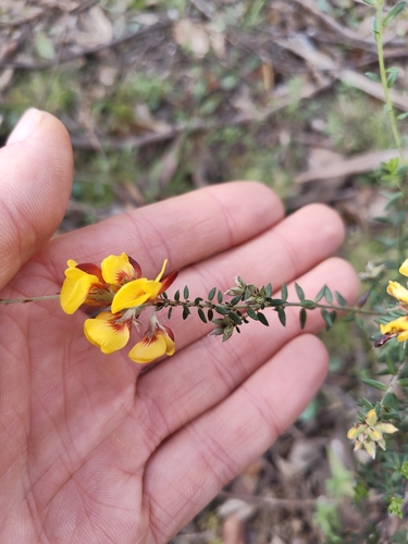 golden bush-pea