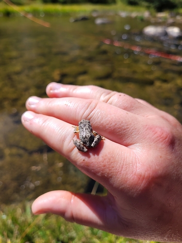 iNaturalist observation photo of Pacific chorus frog