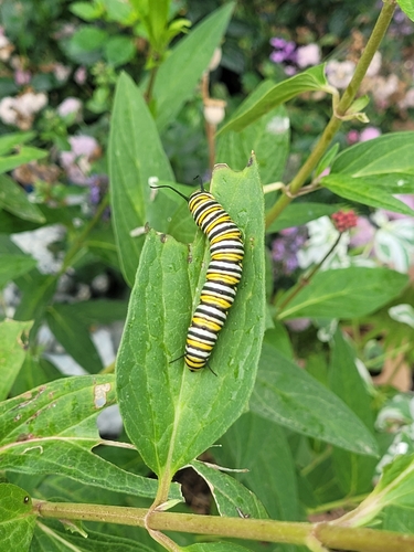 Monarch