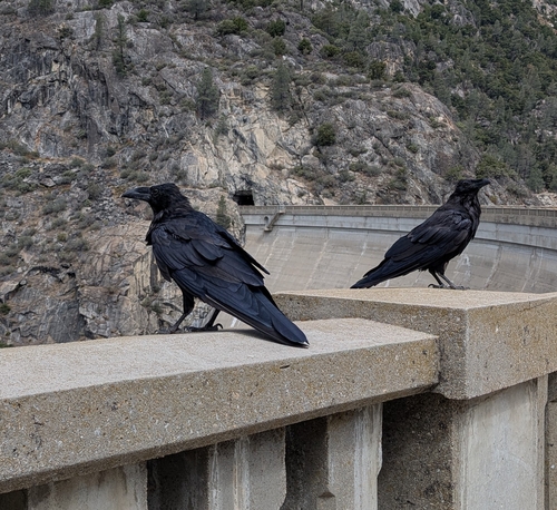 iNaturalist observation photo of Common Raven