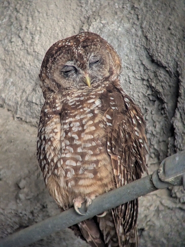 iNaturalist observation photo of Spotted Owl