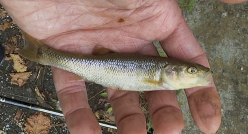 Creek Chub