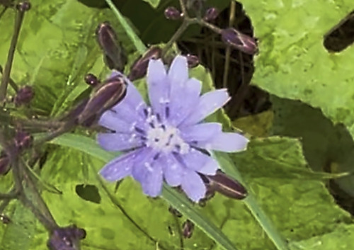 chicory