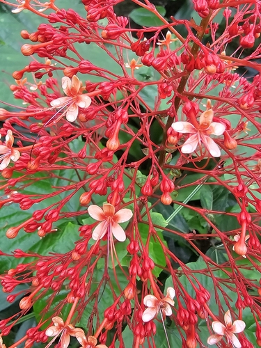 Pagoda Flower
