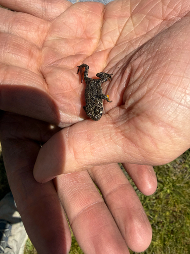 iNaturalist observation photo of Frogs and Toads