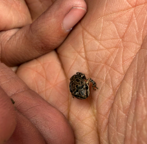 iNaturalist observation photo of Frogs and Toads