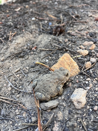iNaturalist observation photo of Yosemite Toad