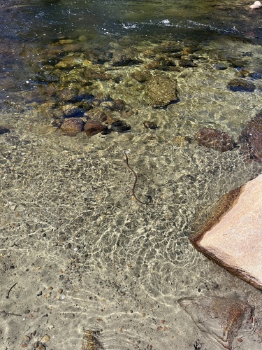iNaturalist observation photo of Sierra Garter Snake