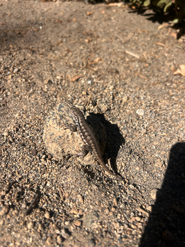 iNaturalist observation photo of Common Sagebrush Lizard