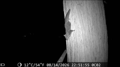 Sierra Flying Squirrel observed by dburch