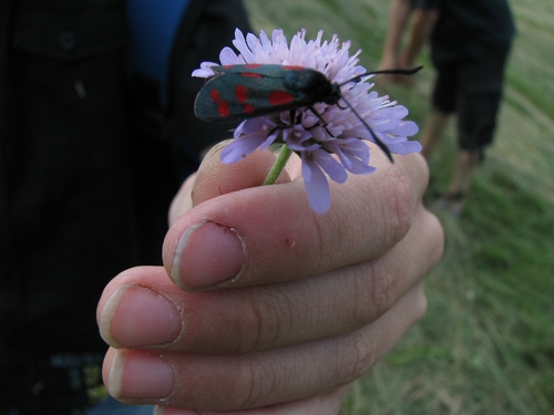 Vretienka päťbodá (Zygaena lonicerae)