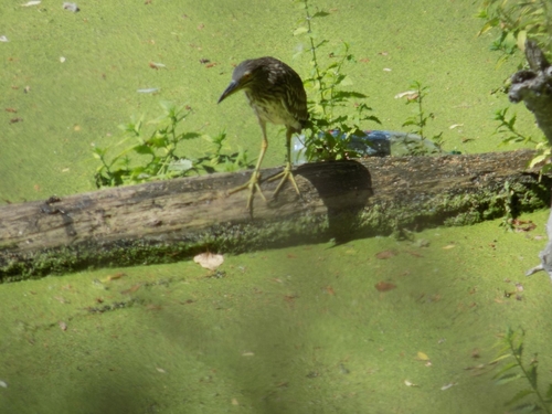 Black-crowned Night Heron