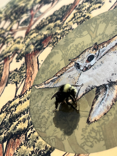 iNaturalist observation photo of Yellow-faced Bumble Bee