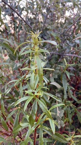 Gum Rock-rose