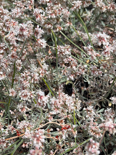 iNaturalist observation photo of Yellow-faced Bumble Bee