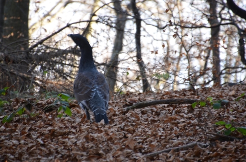 Tetrijeb gluhan (Tetrao urogallus)