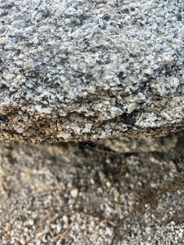 iNaturalist observation photo of Carpenter Ants, Typical Sugar Ants and Allies
