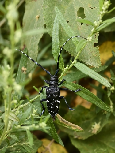 Citrus Longhorn Beetle