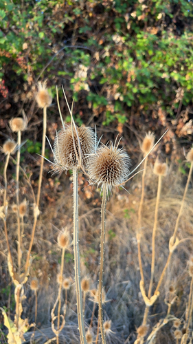 wild teasel