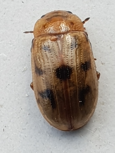 Penkiataškis Dygblauzdis nuotrauka