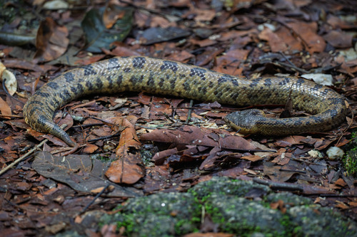 Indo-Malayan mountain pitviper