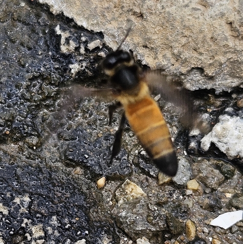 Giant Honey Bee