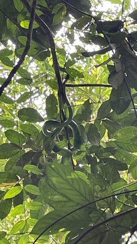 Red-tailed Green Ratsnake
