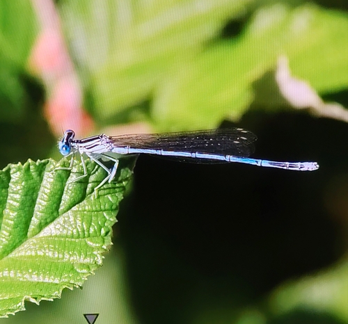 Blue Featherleg