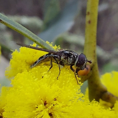 Common Halfband