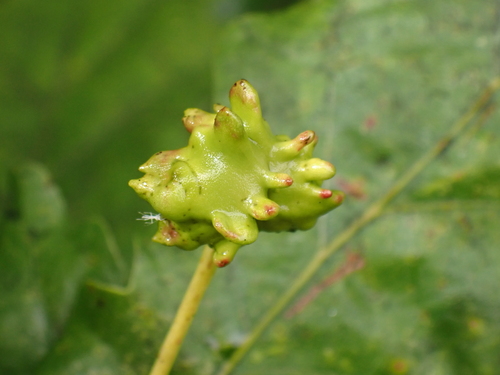 Knopper Gall Wasp