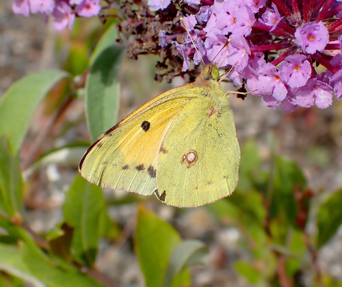 Clouded Yellow