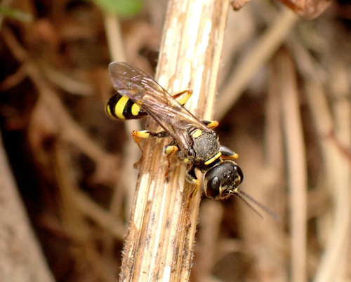 Field digger wasp