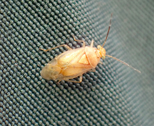 Tropidosteptes pacificus