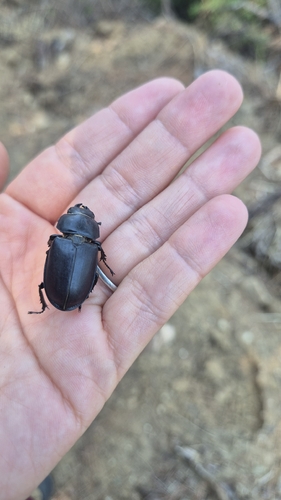 European Stag Beetle