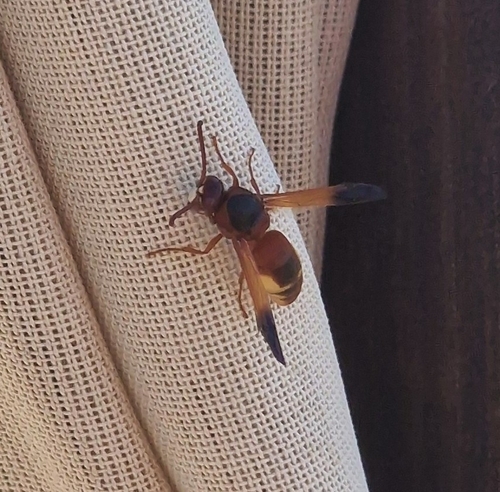 Rhynchium oculatum