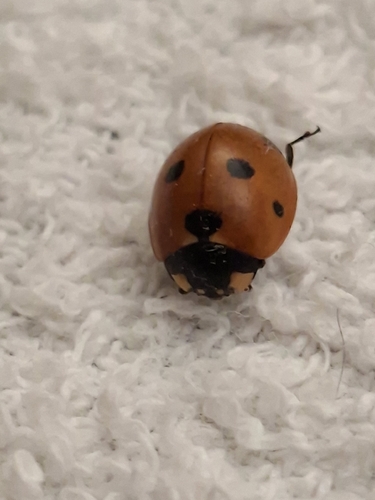 Seven-spotted Lady Beetle