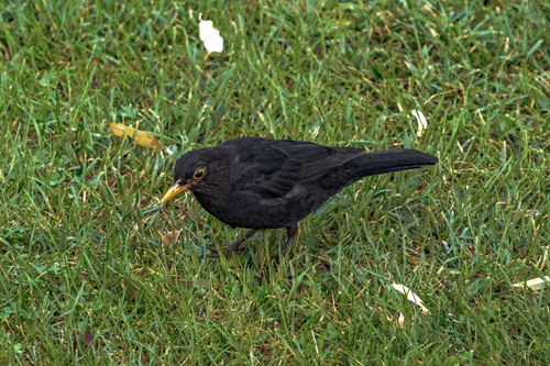 Eurasian Blackbird