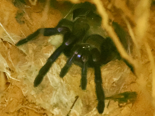 Electric Blue Tarantula
