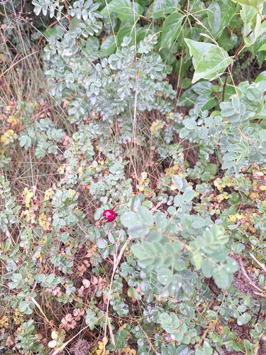 Burnet Rose