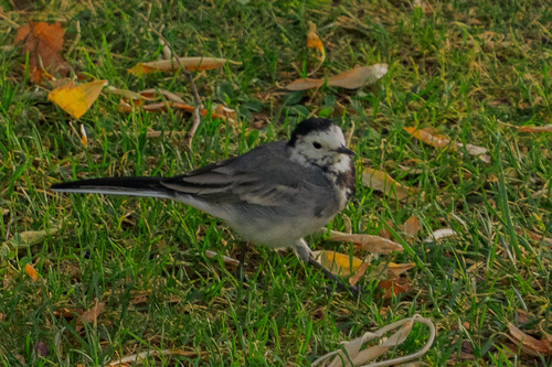 White Wagtail