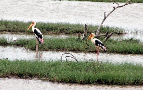 Painted Stork