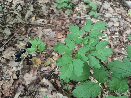 Eurasian baneberry