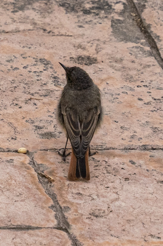 Black Redstart