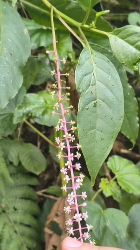 Venezuelan pokeweed