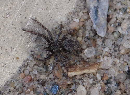 Downy jumping spider