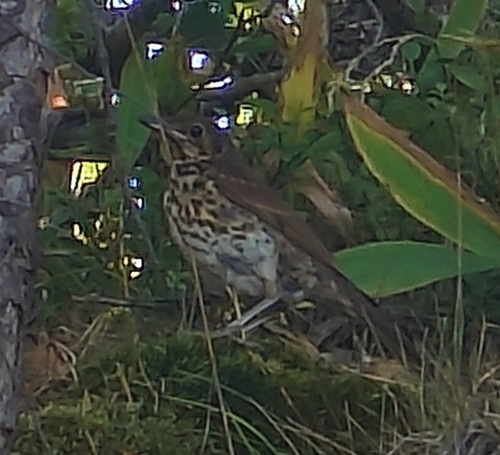 Song Thrush