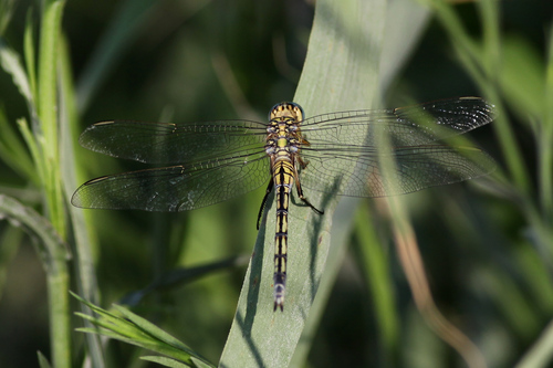 Long Skimmer