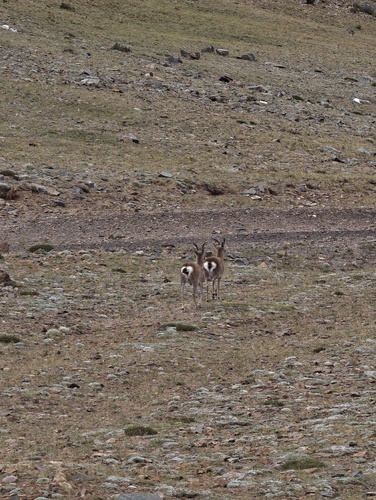 Tibetan Gazelle